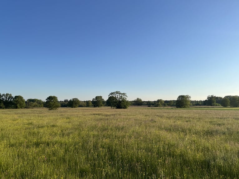 Stud farm near Karlsruhe V12949