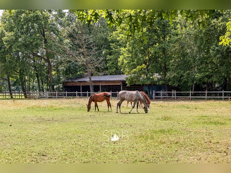 Stunning country villa with family garden and pasturelands on 32,558 m² in Lochristi | Belgium