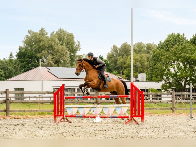 Stunning villa with equestrian facilities and pastureland on approximately 23 hectares – 9800 Deinze