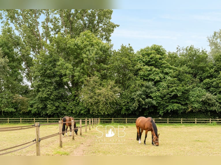 Stunning villa with equestrian facilities and pastureland on approximately 23 hectares – 9800 Deinze