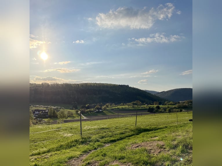 Successful professional rider seeking a riding facility for lease in the Rhine-Neckar region or the 