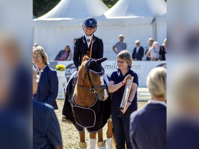 Successful professional rider seeking a riding facility for lease in the Rhine-Neckar region or the 