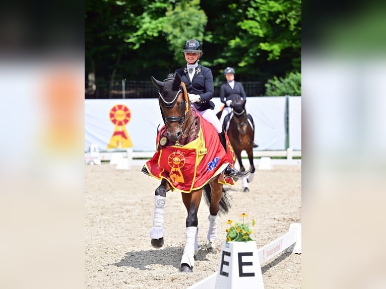 Successful professional rider seeking a riding facility for lease in the Rhine-Neckar region or the 