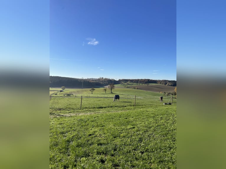 Successful professional rider seeking riding facility for lease