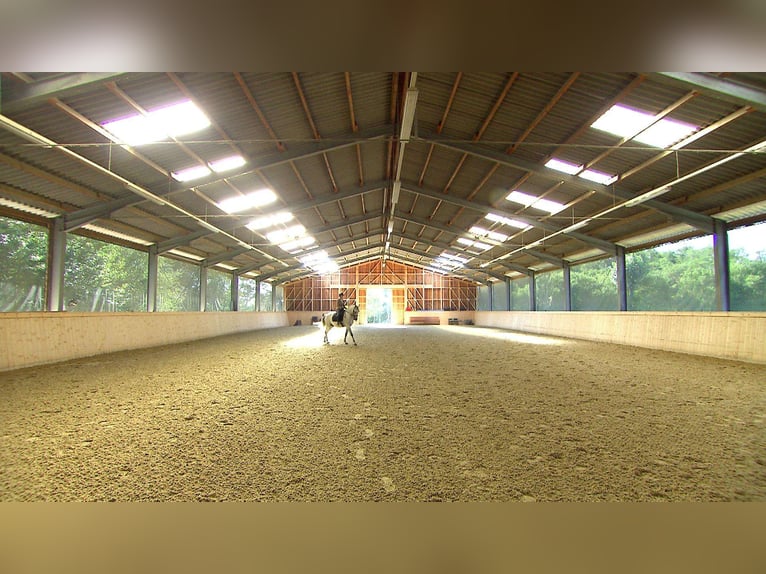 Top equestrian facility 30 minutes from Vienna