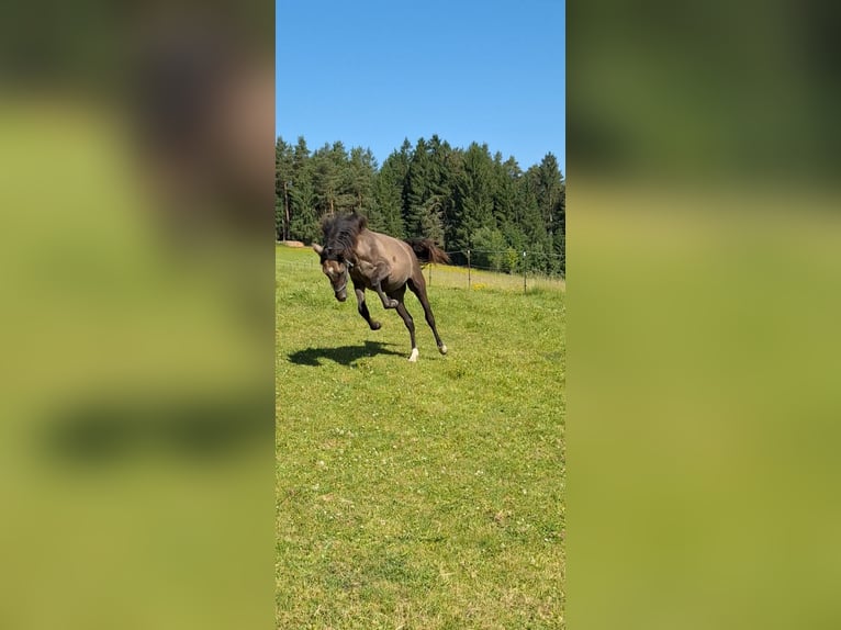 Traum-Vierkannthof mit Offenstall!