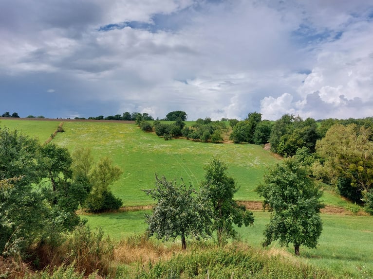 Unique estate with development potential – combines living, working, and equine or animal husbandry.