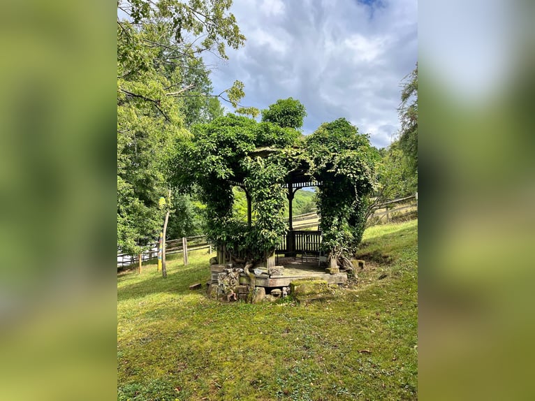 Unique riding estate in the Palatinate – 14.3 acres, house, stable, indoor riding arena, outdoor rid