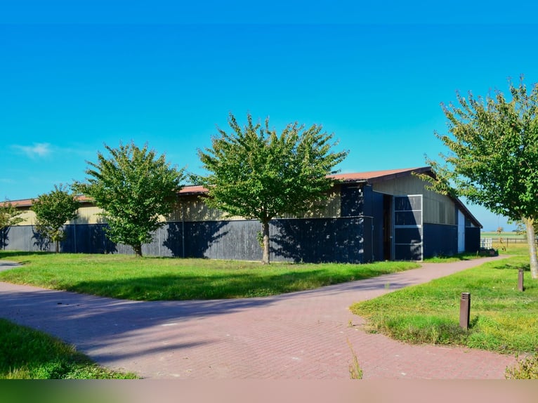Unique riding facility near Potsdam with 16 hectares of enclosed land