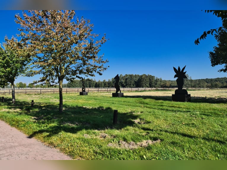 Unique riding facility near Potsdam with 16 hectares of enclosed land