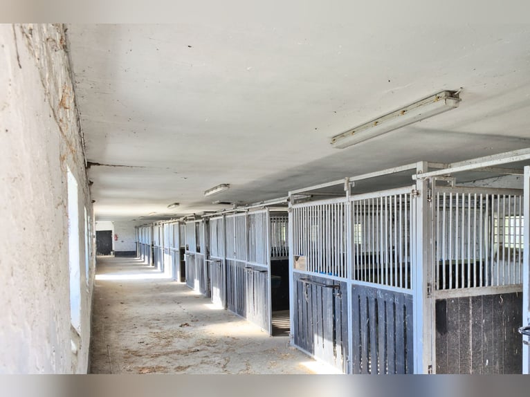 Unique riding facility near Potsdam with 16 hectares of enclosed land