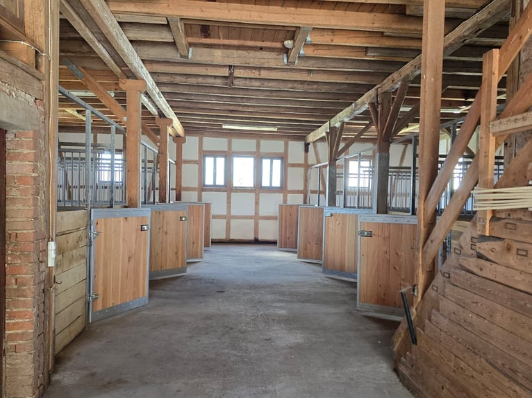 Versatile equestrian and residential estate with development potential – ideal for a veterinary clin