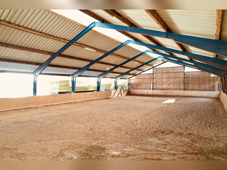 Versatile equestrian and residential estate with development potential – ideal for a veterinary clin