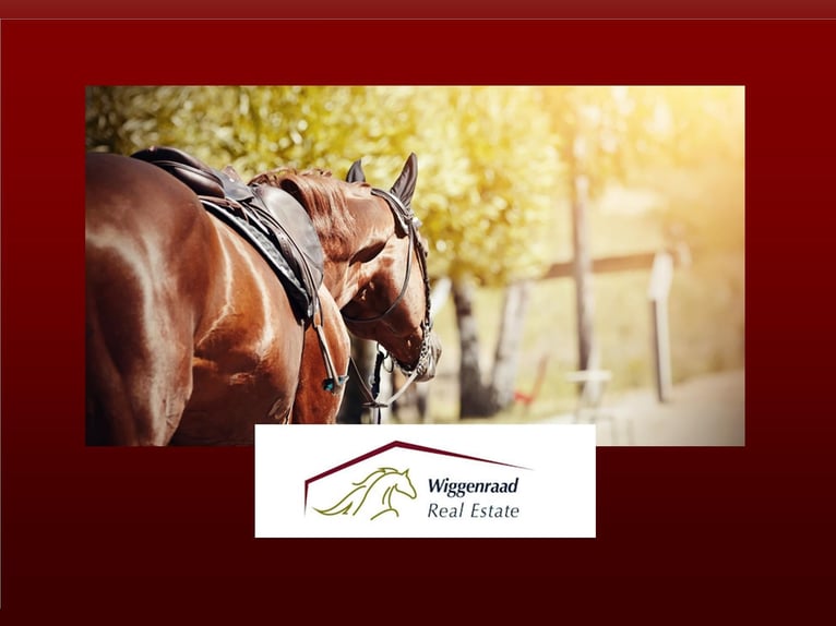 We are looking for horses for clients with a budget of up to ..... euros: surrounding Essen-Düsseldo