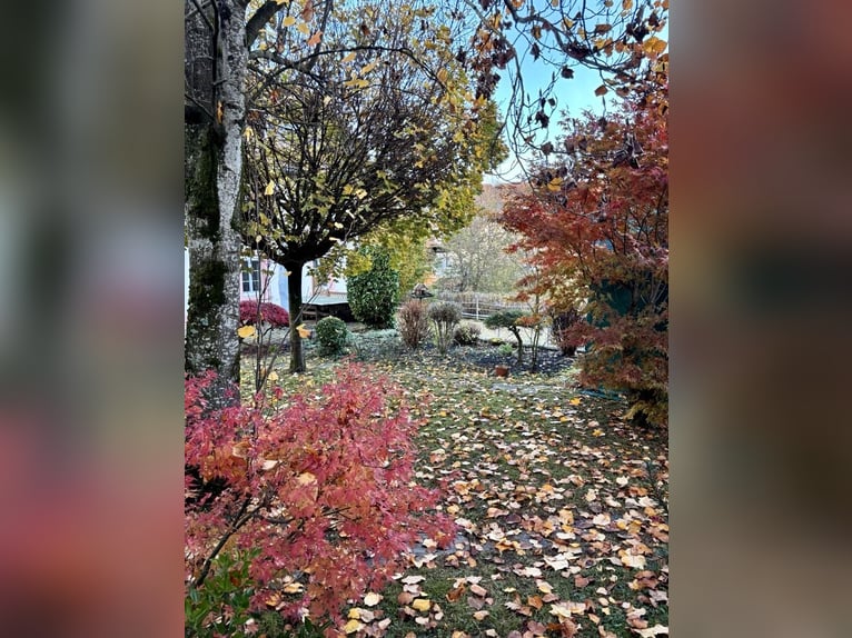 Well-maintained equestrian property – 5,000 sqm, sand arena, and mountain view | Near Switzerland | 