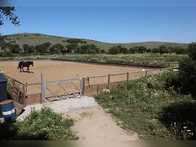 Wunderschöne Finca mit Offenstall - 4km vom Atlantik - traumhaftes Ausreitgelände