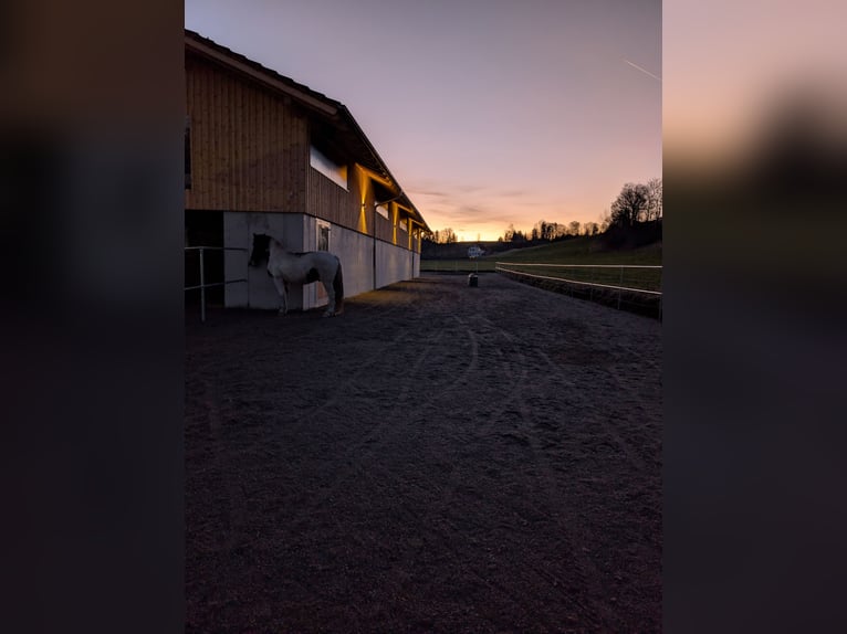 Active Stable at Ammerblick Equestrian Center