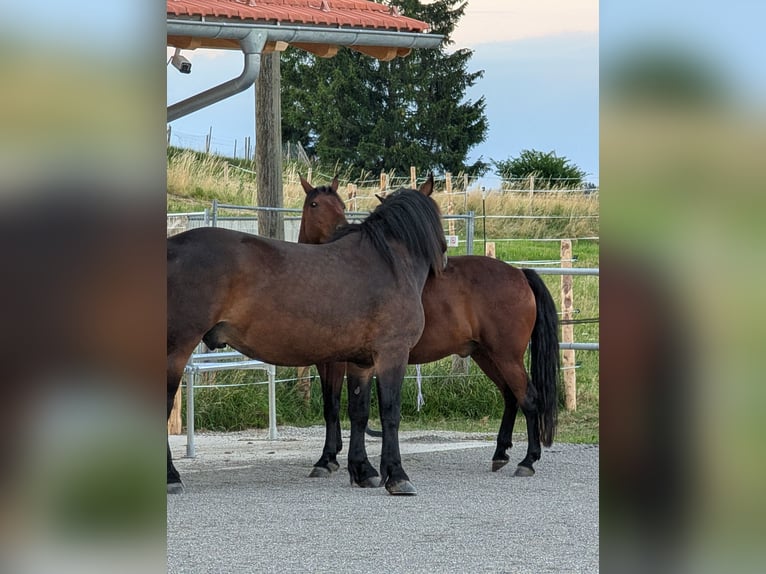 Active Stable at Ammerblick Equestrian Center