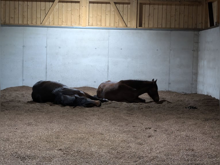 Active Stable Horse Farm Ammerblick NEW!!