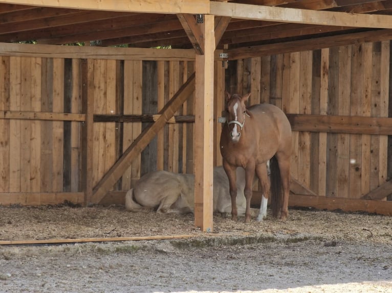 Active stable in a new facility available