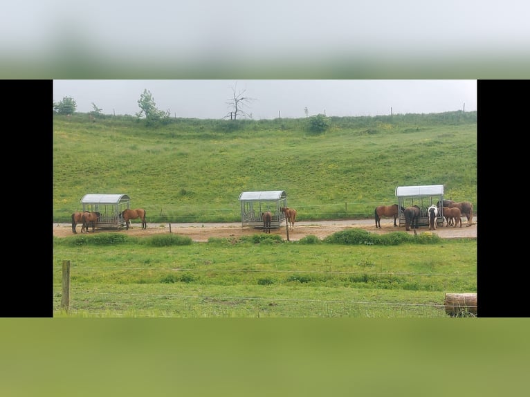 Active stable with paddock trail