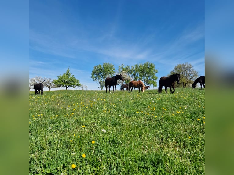 Active stable/open stable space available