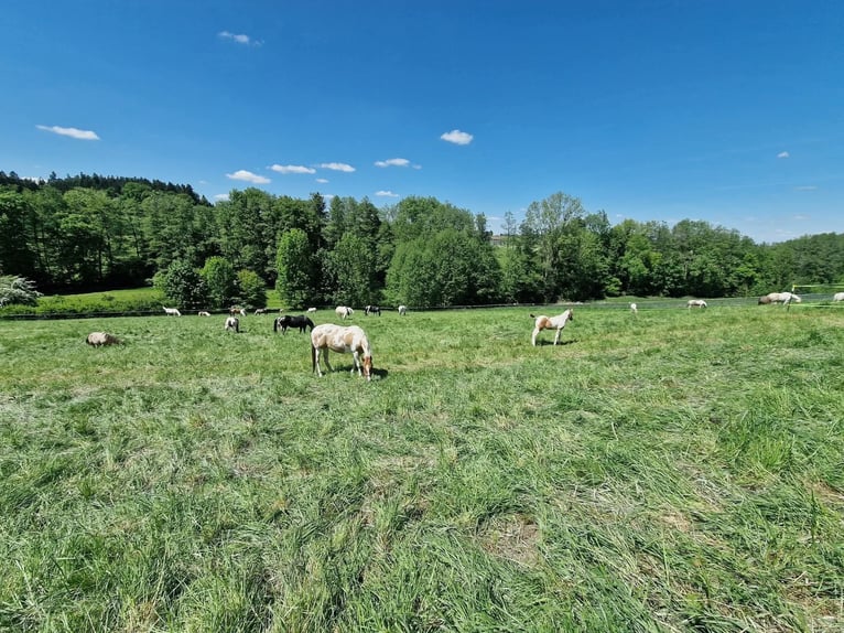 Aktivstall in neuer Anlage frei