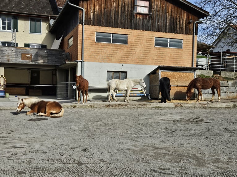 Biete Pensionsplatz für Pferde (Boxe/Offenstall/Gruppenstall) in 9517 Mettlen