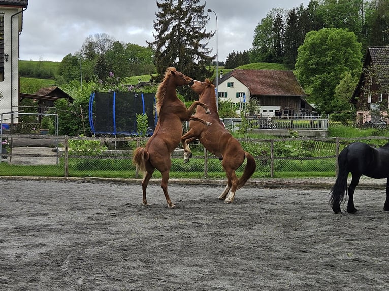 Biete Pensionsplatz für Pferde (Boxe/Offenstall/Gruppenstall) in 9517 Mettlen