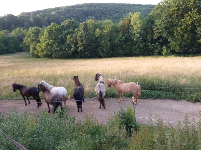 Freie Plätze in Paddocktrails mit Heu- oder Heulagefütterung (nicht nur) für Isländer