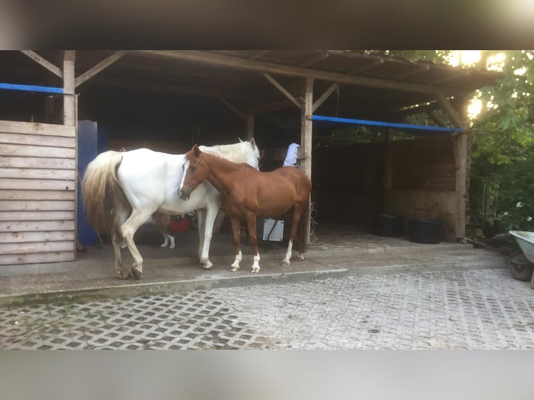 Gartengrundstück Mietgarten Pferde Offenstall Tierhaltung Anbau