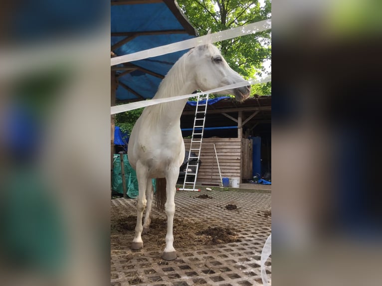 Gartengrundstück Mietgarten Pferde Offenstall Tierhaltung Anbau