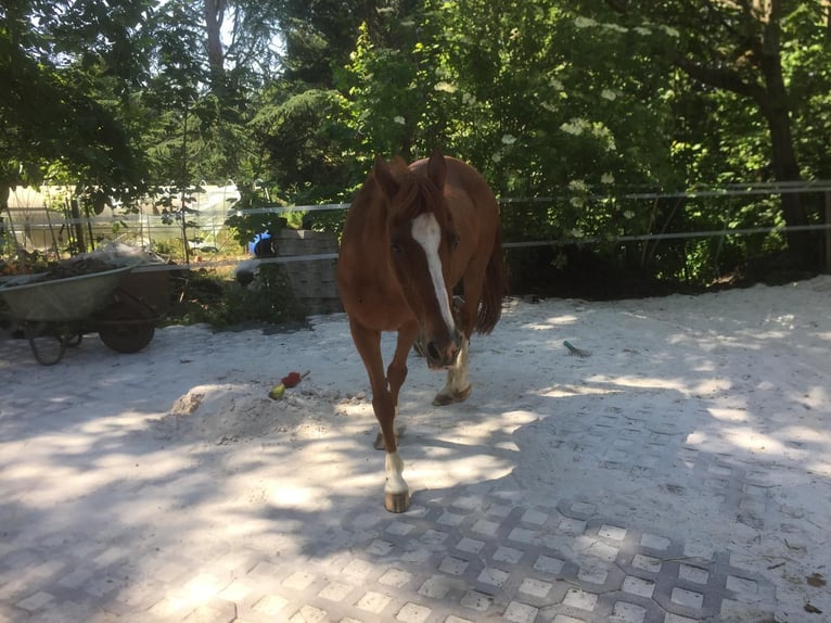 Gartengrundstück Mietgarten Pferde Offenstall Tierhaltung Anbau