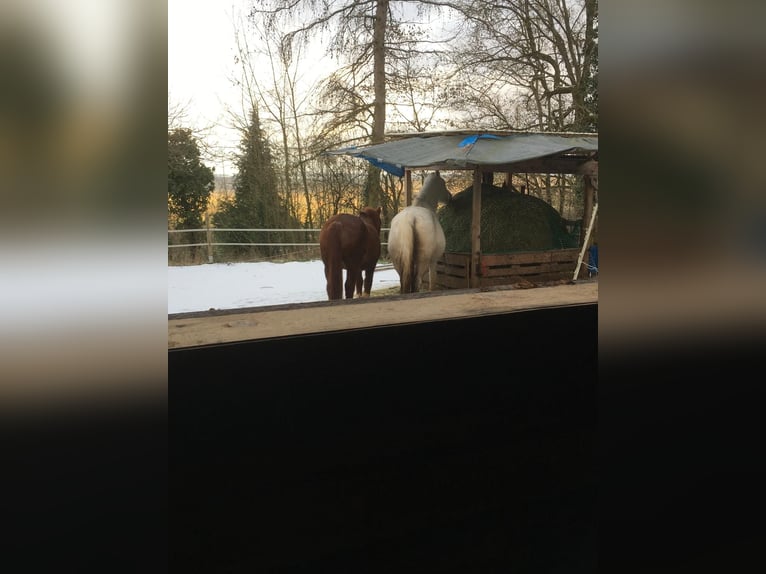 Gartengrundstück Mietgarten Pferde Offenstall Tierhaltung Anbau