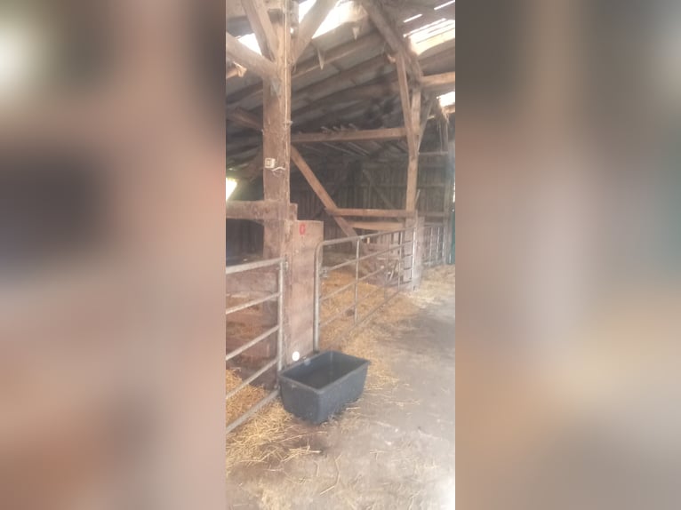 Large stable and outdoor paddock (for 4-8 horses) with enclosed pastures, suitable for a self-suffic
