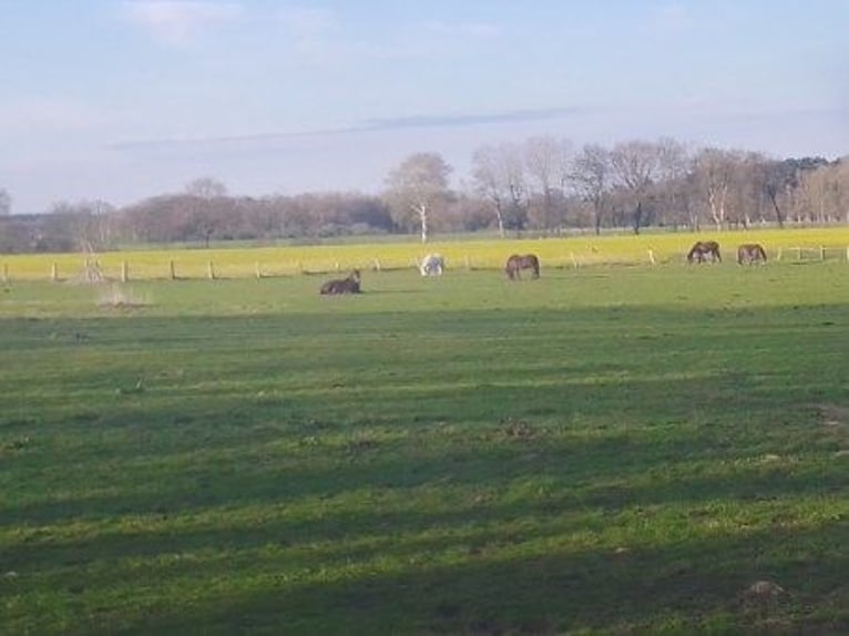 Large stable and outdoor paddock (for 4-8 horses) with enclosed pastures, suitable for a self-suffic