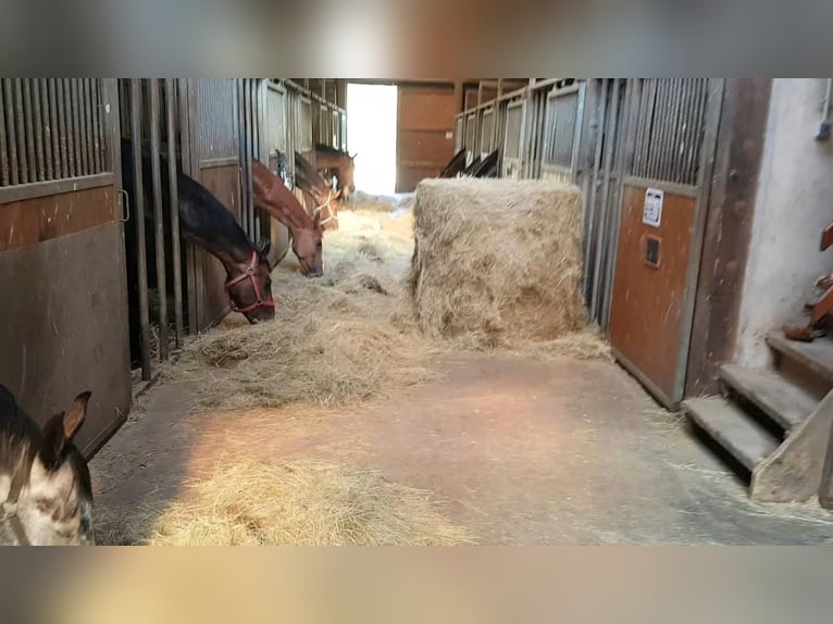 Lunging and riding spots available from December 1st