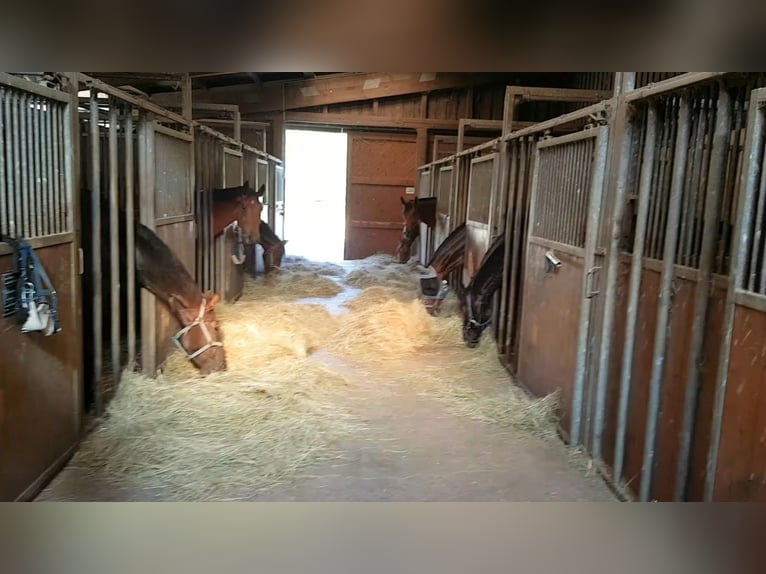 Lunging and riding spots available from December 1st