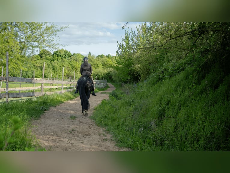 Modern active stable with trail riding in the south of Leipzig!
