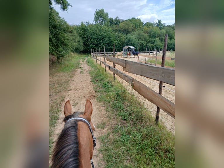 Modern active stable with trail riding in the south of Leipzig!