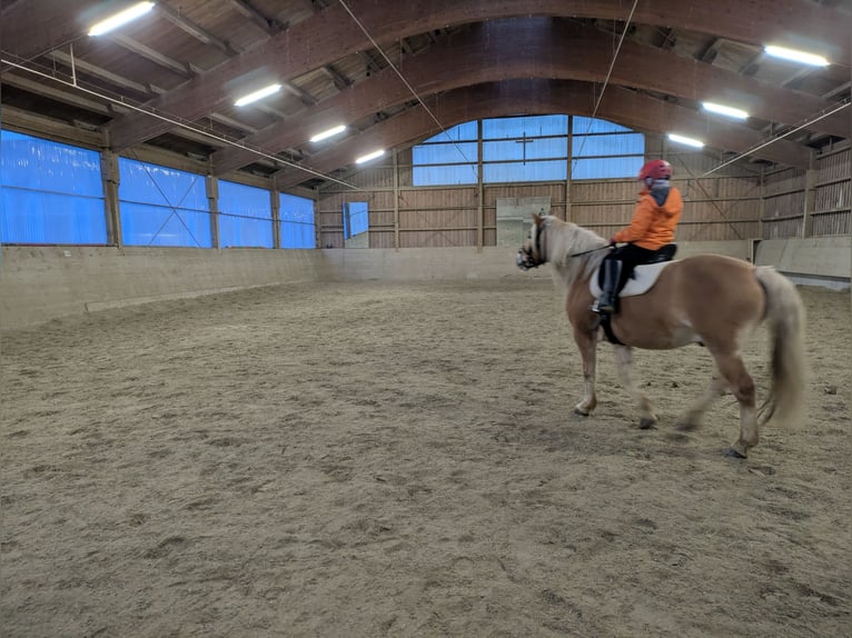New active stable available from May 2026 in Munich East, featuring 2 riding halls.