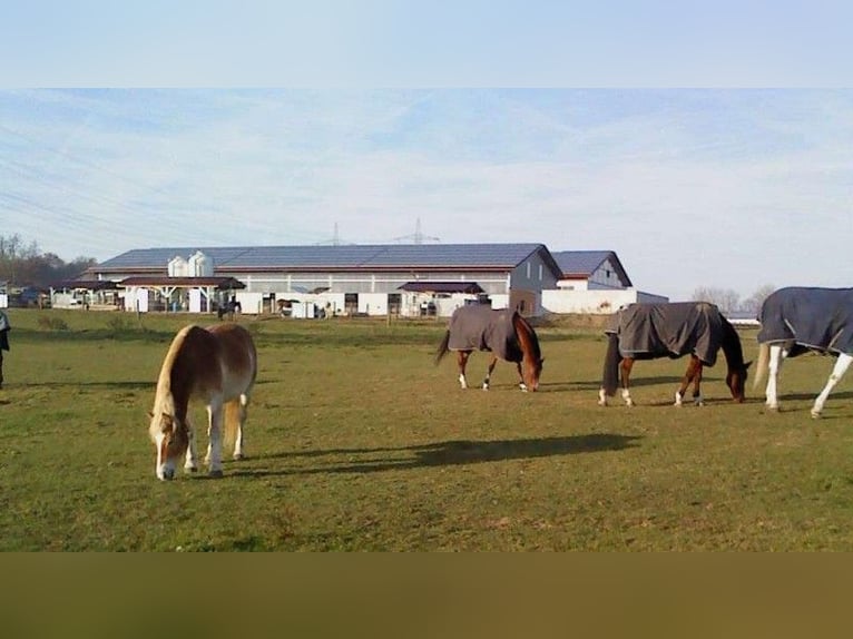 New active stable available from May 2026 in Munich East, featuring 2 riding halls.