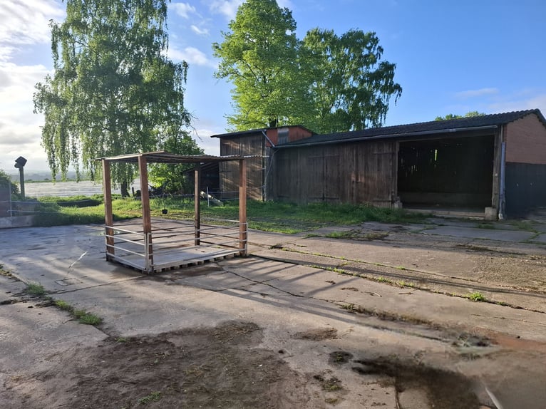 Noch freie Plätze - Aktivstall - Heu ad libitum
