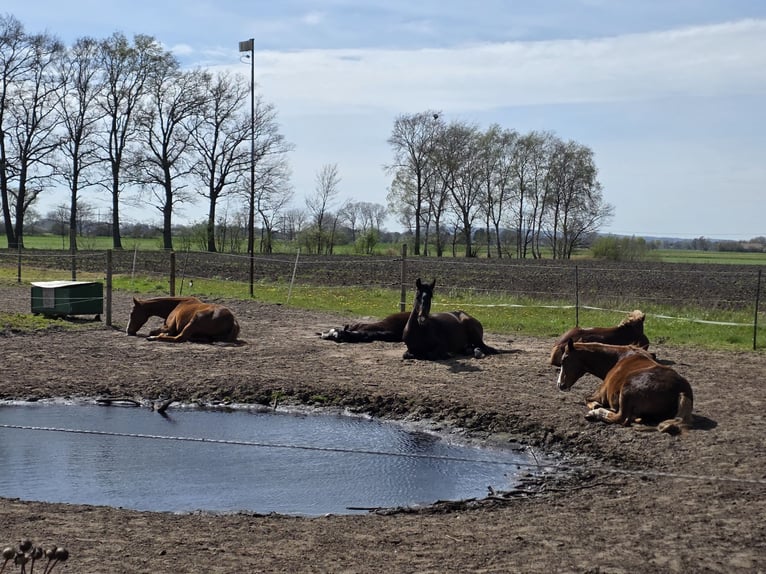 Pasture turnout available