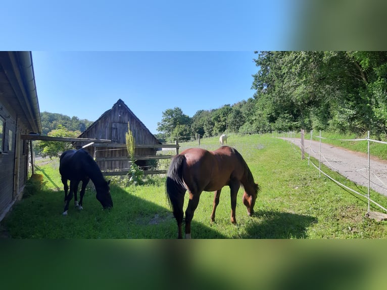 Pferdestall zu verpachten