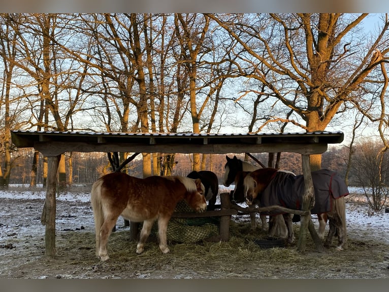 Retirement paddock spaces available at Paddock Trail in Prignitz