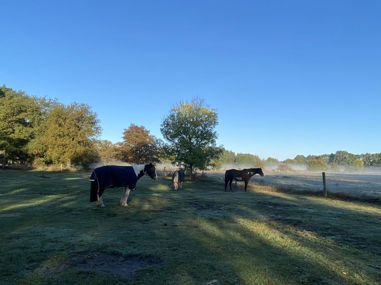 Retirement paddock spaces available at Paddock Trail in Prignitz