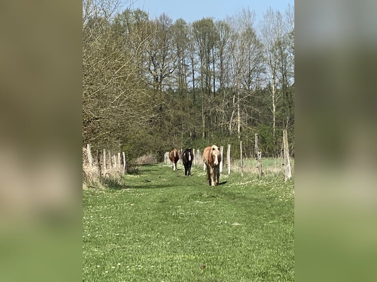 Retirement paddock spaces available at Paddock Trail in Prignitz