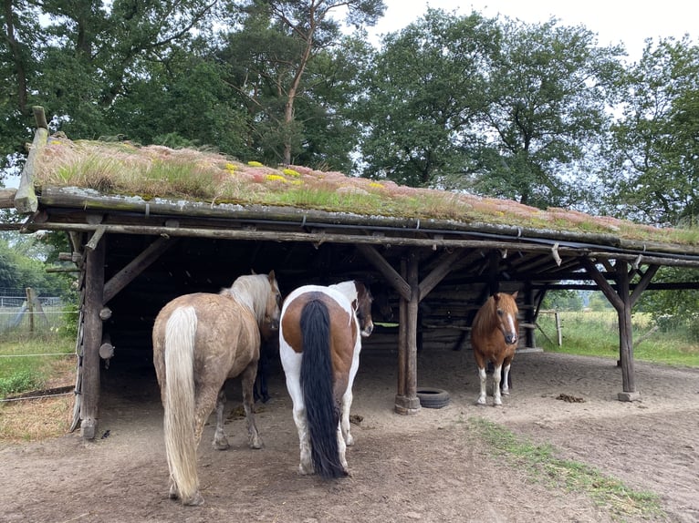 Retirement paddock spaces available at Paddock Trail in Prignitz