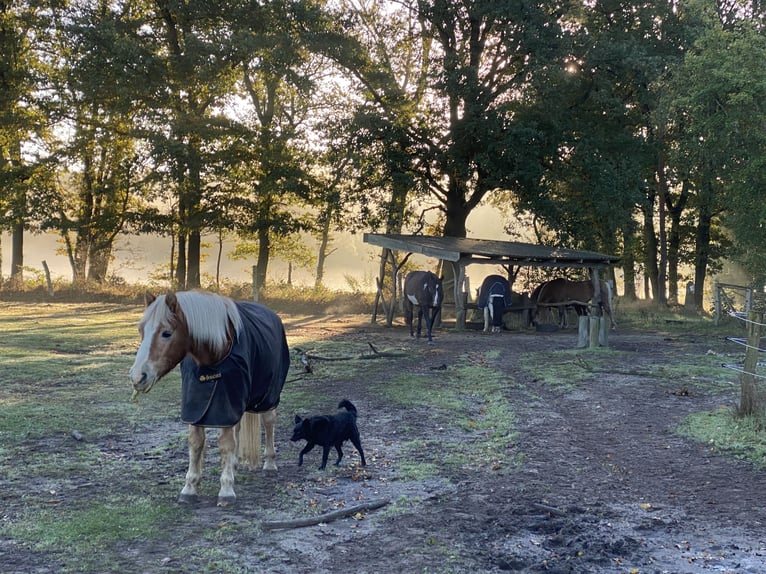 Retirement paddock spaces available at Paddock Trail in Prignitz